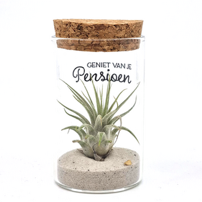 Glazen cilinder met  luchtplantje